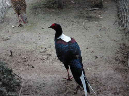 4 SWINHOE PHEASANT HATCHING EGGS READY NOW !!!