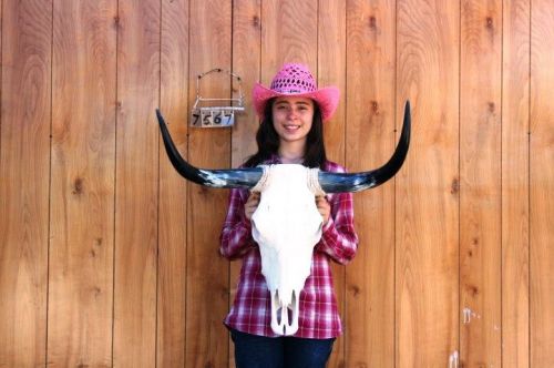 Steer skull long horns 2&#039; 4&#034; cow bull skulls horn h7567 for sale