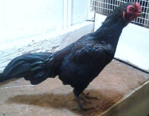 Gamefowl Eggs Black Tuzo 8 Eggs