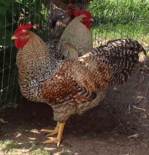 15+ Bielefelder Hatching Eggs