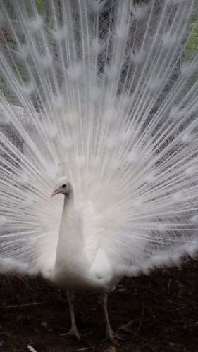 5 Peacock Hatching Eggs - White, IB, Silver &amp; Purple Pied, Cameo, BS, Spaulding