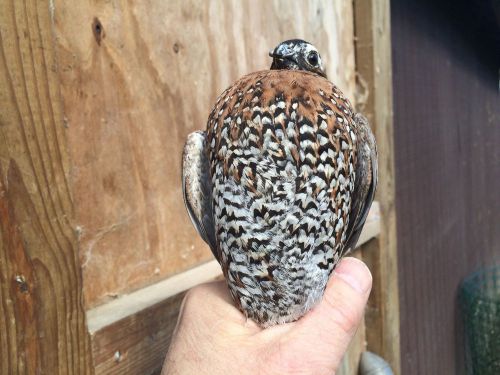 Mottled Bellied Bobwhite Quail Hatching Egg