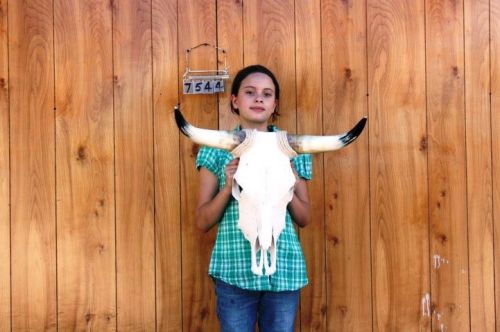 STEER SKULL LONG HORNS 2&#039; 0&#034; COW BULL SKULLS HORN H7544