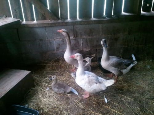 Geese Hatching Eggs