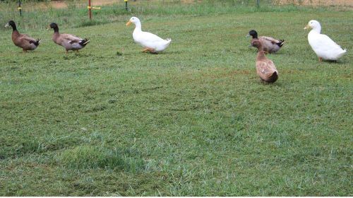 6+ Khaki Campbell Peking Hatching Duck Eggs Fertile