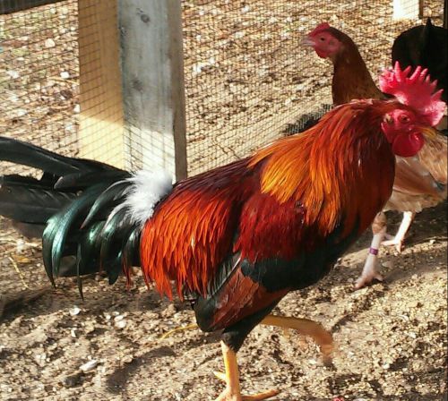 Pure Red Spanish gamefowl hatching eggs -&#034;PRE SALE&#034;