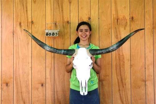 STEER SKULL LONG HORNS 4&#039; 2&#034; COW BULL SKULLS HORN H6003