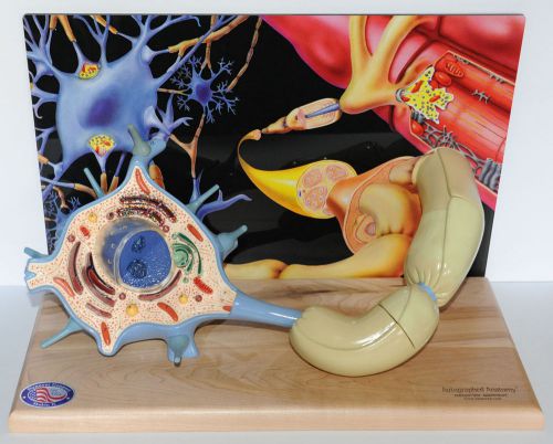 Motor Neuron Model #167, A67; Denoyer-Geppert Science Company