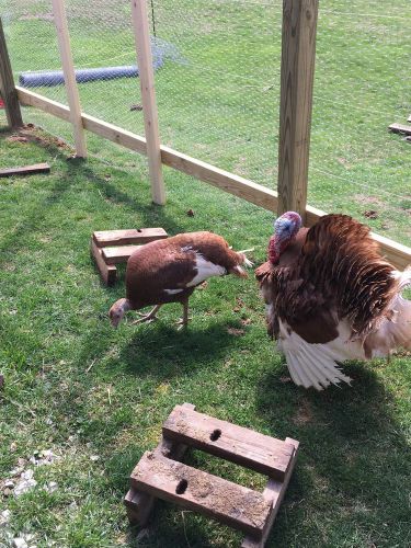 Rare Red Bourbon fertile Turkey Eggs with bonus Americauna eggs