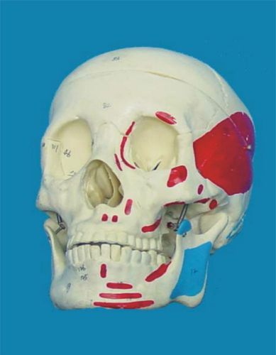 Human Skull&amp;muscle beginning end anatomy medical Model LifeSize teaching educati