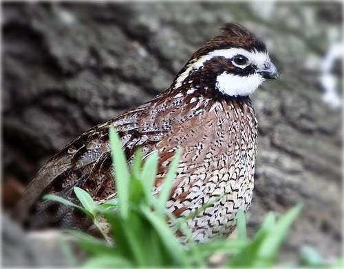 Northern Bobwhite Quail Hatching Eggs NPIP &amp; AI tested clean 80+10 FREE