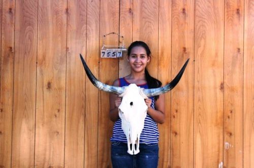 Steer skull long horns 2&#039; 5&#034; cow bull skulls horn h7557 for sale