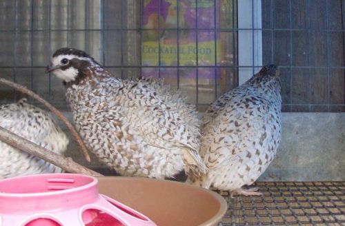 12+  Rare Fawn Bobwhite Quail Hatching Eggs