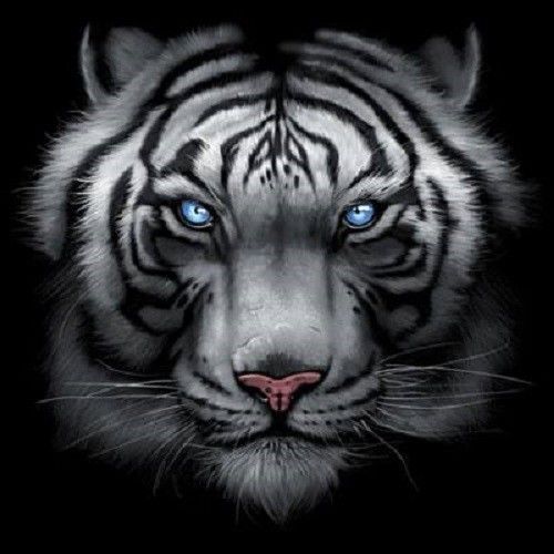 Majestic White Tiger HEAT PRESS TRANSFER for T Shirt Sweatshirt Fabric 292oo