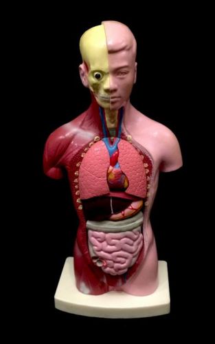Mini Torso with Muscle&#039;s &amp; 8 part Internal Organs