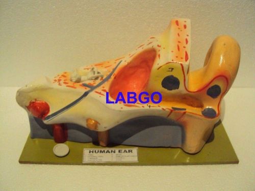 HUMAN EAR MODEL LABGO (Free Shipping)