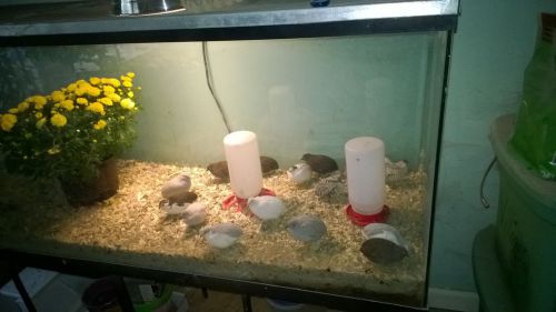 12+ Button Quail Hatching eggs