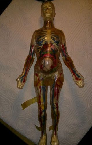 HUMAN ANATOMY Female pregnacy MODEL 14 in vintage