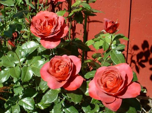 Fresh beautiful &#034;hot chocolate&#034; rose ((10 seeds))..winter hardy..wow!!, l@@k!! for sale