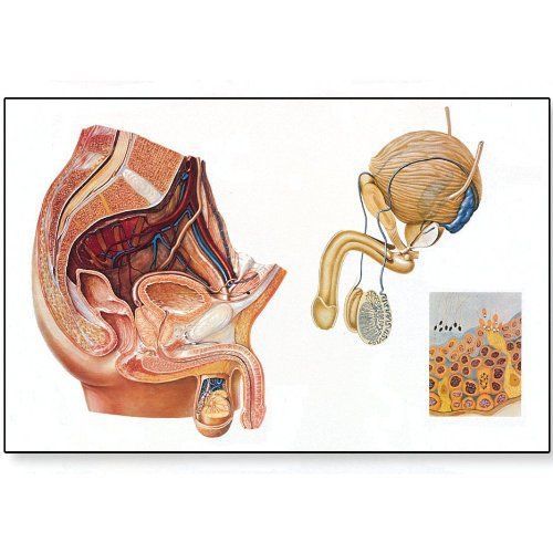 3B Scientific V2020M The Male Pelvic Organs Anatomical Chart  with Wooden Rods