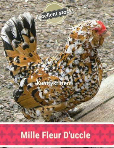 Six Belgian Bearded Mille Fluer D&#039;uccle Bantam Chicken Hatching Eggs 1/2 dozen