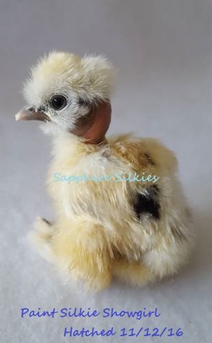 12 Silkie Hatching Eggs-paint, lavender, porcelain, white, black-ORGANIC