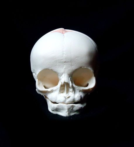 3b scientific a25 fetal skull anatomical model, 30th week of pregnancy foetal for sale