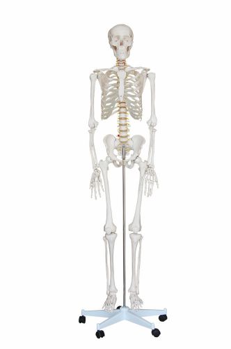 NEW LIFE SIZE HUMAN ANATOMICAL ANATOMY SKELETON MEDICAL MODEL +STAND