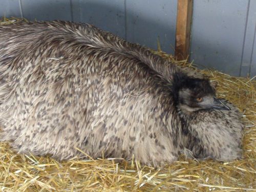 EMU FERTILE HATCHING GREEN EGG FRESH