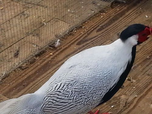 6 SILVER PHEASANT HATCHING EGGS (PRE-SALE)