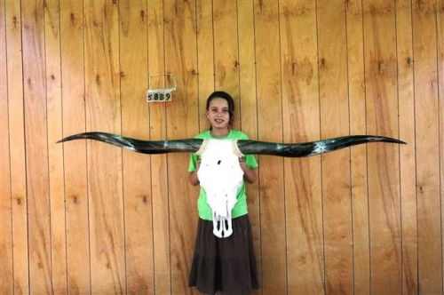 STEER SKULL LONG HORNS 6&#039; 6&#034; COW BULL SKULLS HORN H5889