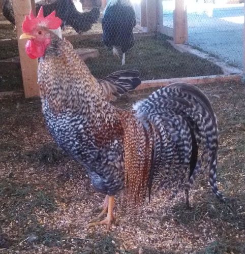 Fertile Chicken Hatching Eggs: 25+ Fly Tie