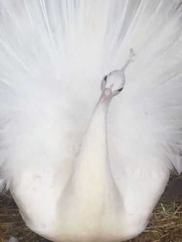 2 Peacock Hatching Eggs