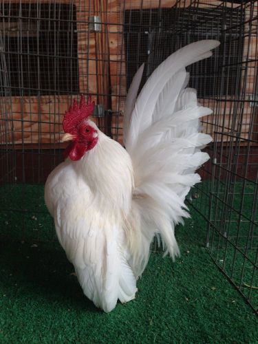 2 dozen Serama Bantam hatching eggs