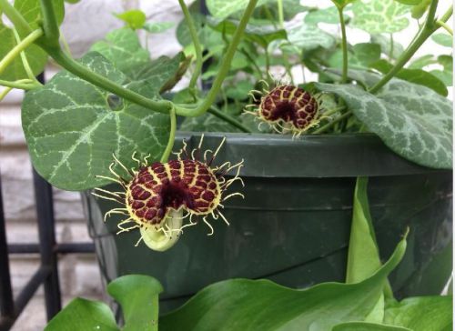 Sale,,fresh rare aristolochia fimbriata, dutchman&#039;s pipe(10 seeds)hot item, wow! for sale