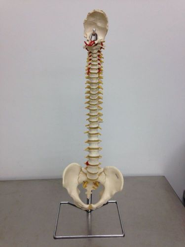 Vertebral Column Model with Stand