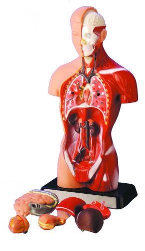 Vision Scientific VAT105 Sexless Human Torso Model (6 parts -25cm)