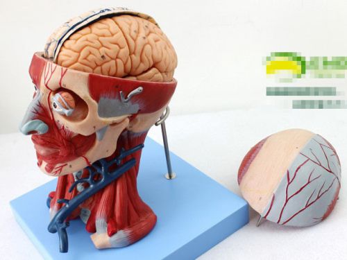 Human Anatomica Muscles Of Head And Neck Anatomy Teaching Model Blood Vessels 84