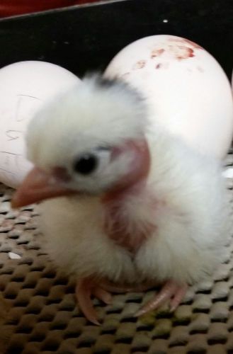 8 RARE MOTTLED / PAINT TURKEN ( NAKED NECK ) HATCHING EGGS