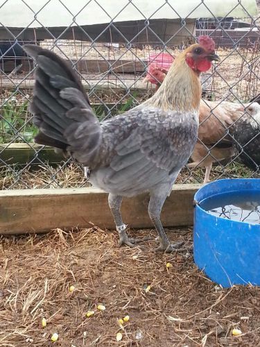 6+PURE  BLUE HENNIE GAMEFOWL HATCHING EGGS, chicken eggs