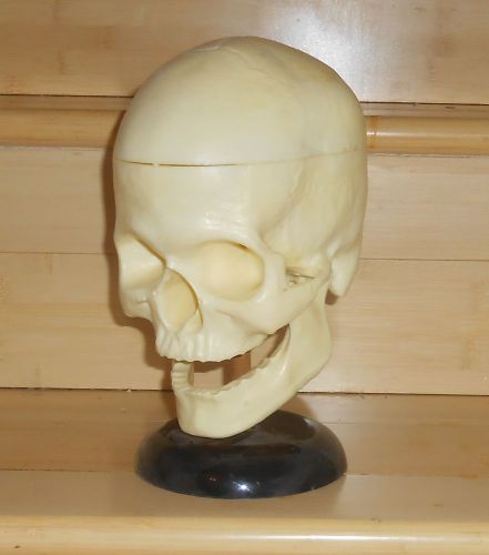 ANATOMY LIFE SIZE SKULL HEAD