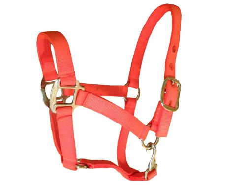 Blue Creek - Orange -Nylon Halter Arabian Horse