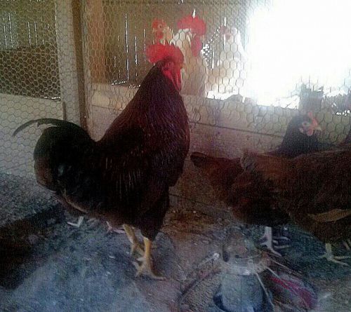 10 +2 Rhode Island Red Hatching eggs