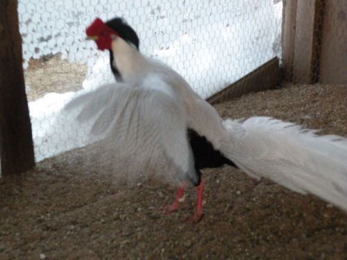 10+ FRESH,FERTILE SILVER PHEASANT HATCHING EGGS