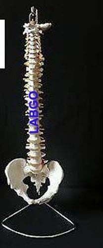 Human Vertebral Column With Fumar Head Model LABGO