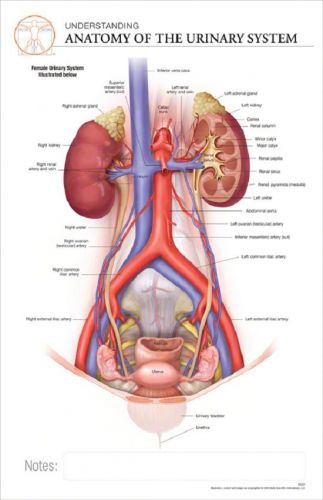 11 x 17 Post-It Anatomical Chart: URINARY SYSTEM