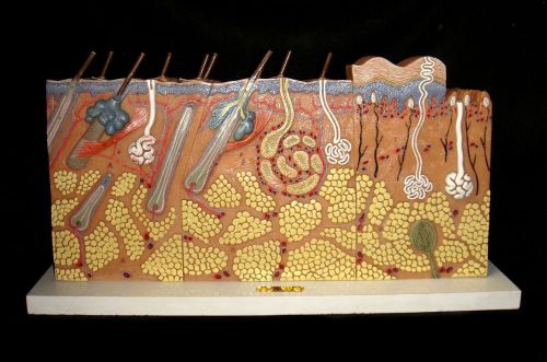 Vintage SOMSO KS3 Block Section of Skin Anatomical Model KS 3