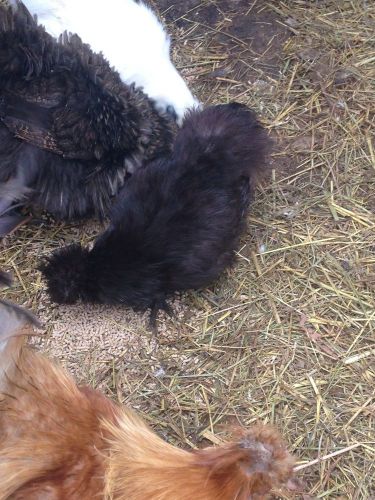 Silkie 6 hatching eggs