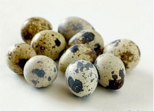 25 fresh Quail Eggs