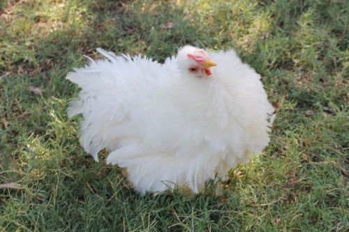 D&#039;uccle, Cochin Bantam, Frizzle Hatching Eggs